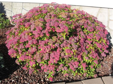 Magic Carpet Spirea - Blue Grass Nursery, Sod and Garden Centre ...