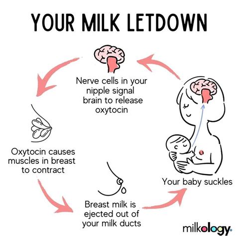 All About Oxytocin: The Cuddle Chemical Released During Breastfeeding — Milkology®