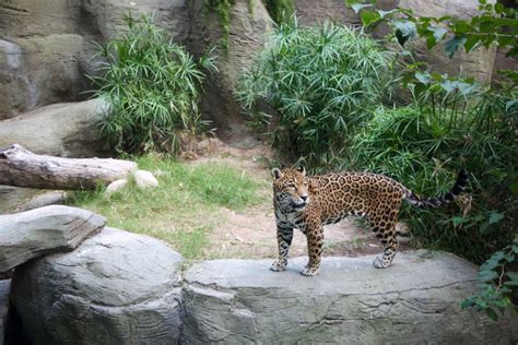 International Jaguar Day 2021 | Reid Park Zoo