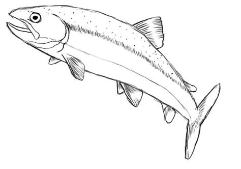 22+ speckled trout drawing - SherelleSian