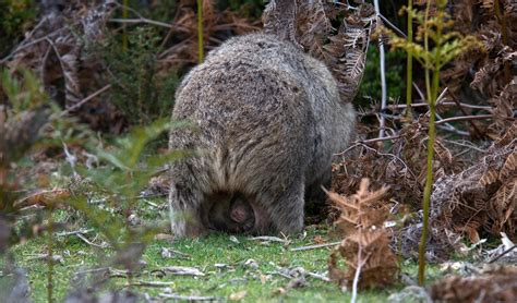 Wombat bums: there's more than meets the eye - Australian Geographic