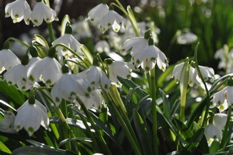 Snowdrops - Hodsock Priory