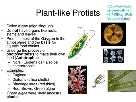 Which Of The Following Are Protists