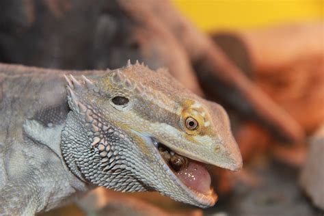 Hungry lizard | bearded dragon eating a meal worm | museum98 | Flickr