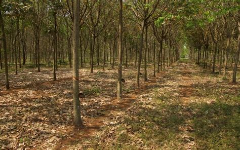 Industrial concessions causing massive deforestation in Cambodia | News ...