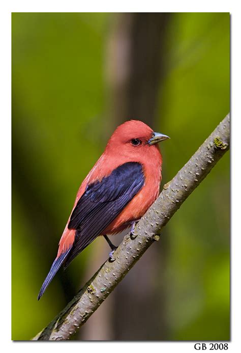 SCARLET TANAGER