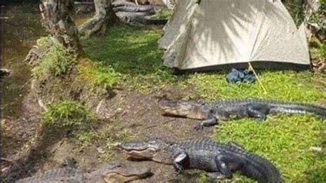 30+ Hilarious Camping Fails That Would Make Anyone’s Day | Page 14 of 67 | Xfreehub | Page 14