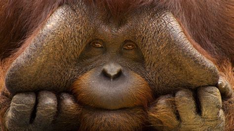 Orangutan Wallpapers - Wallpaper Cave