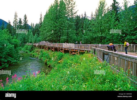 Fish Creek Wildlife Observation Site, bear viewing platform, Tongass ...