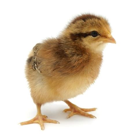 Welbar For Sale | Chicken Breeds - Fancy Poultry Farms