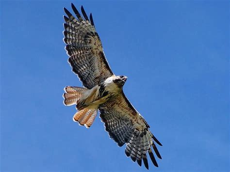 Red Tail Hawk Wallpaper - WallpaperSafari