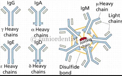 Types of Immunoglobulins their production and function