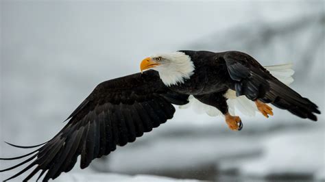 Eagle 4k Wallpapers - Wallpaper Cave