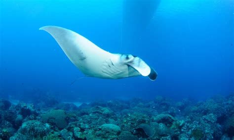 Giant manta ray nursery discovered in Gulf of Mexico