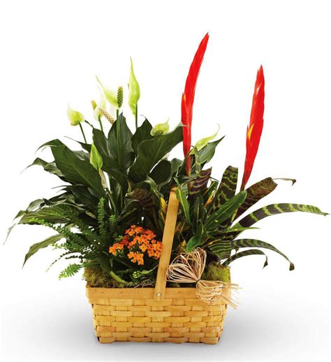 Assorted Plants in a Basket | Avas Flowers