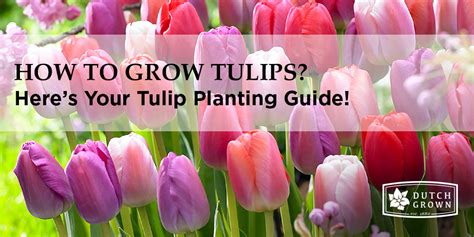 Tulip Planting Guide: How to Plant, Grow and Care for Tulips