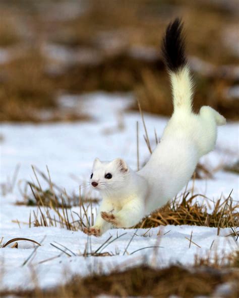 Stoat Jumping