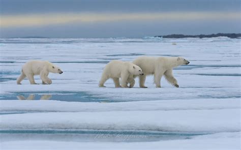 Female polar bear with twin cubs walking on the melting ice along ...