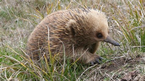 These adorable Australian spike-balls beat the heat with snot bubbles