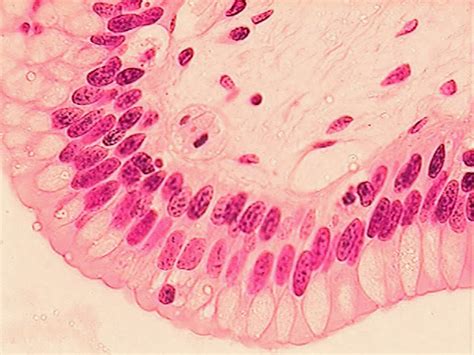 複層柱狀上皮(stratified columnar epithelium) - 小小整理網站 Smallcollation