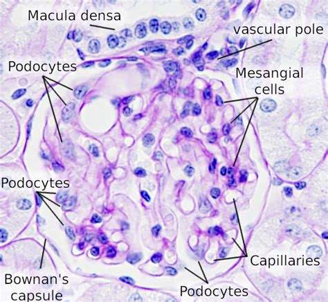 Cell types. Podocyte. Atlas of Plant and Animal Histology