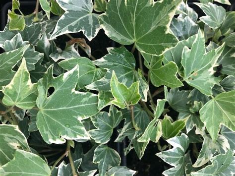 Hedera helix Glacier - Woodfields Nursery