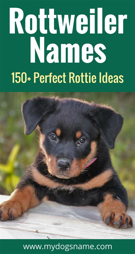 Rottweiler names – Artofit