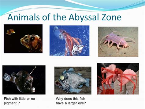 Aphotic Zone Animals