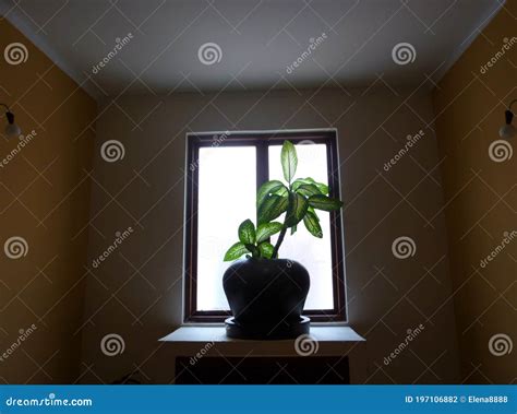 Dark Room, Window Light, Ficus Plant in a Large Pot in an Empty Room ...