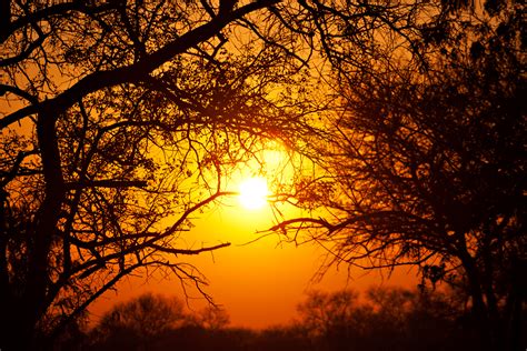 Free photo: Forest Sunrise - Africa, Scene, Orange - Free Download - Jooinn