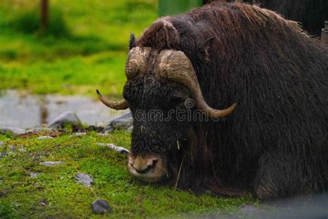 Large Ox Laying Down with Horns To the Sides Stock Photo - Image of ...