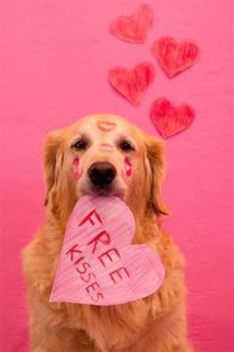 Valentine's Day pup Golden Retriever Dog Puppy Dogs Puppies | Dog valentines, Valentines day dog ...