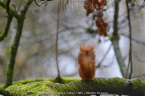 Eurasian Red Squirrel stock photo - Minden Pictures