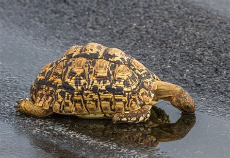 Leopard Tortoise Drinking Water Stock Image - Image of wildlife, nature ...