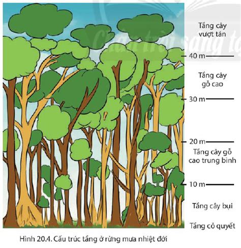 Top 9 thảm thực vật đặc trưng của vùng ôn đới 2023