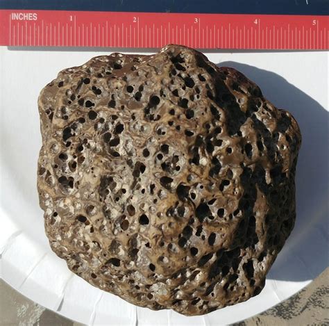 Heavy rock with holes - Fossil ID - The Fossil Forum