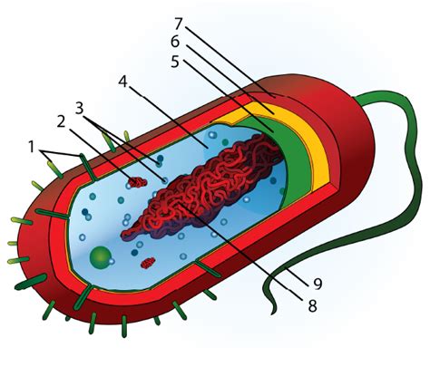 CH.4 Bacterium Structure and Function Diagram | Quizlet