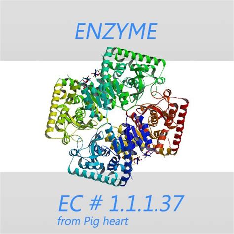 Malate dehydrogenase