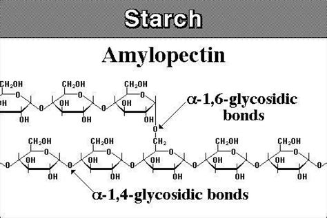 Amylopectin - Alchetron, The Free Social Encyclopedia