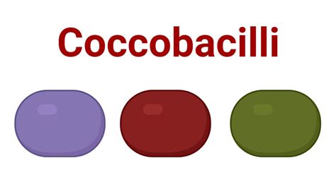 Coccobacilli: Characteristics and Common Examples