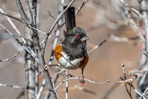 Male Spotted Towhee stock photo. Image of natural, branch - 251130802