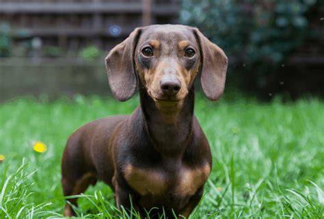 The Longest Life Expectancy: Average Life Of A Sausage Dog