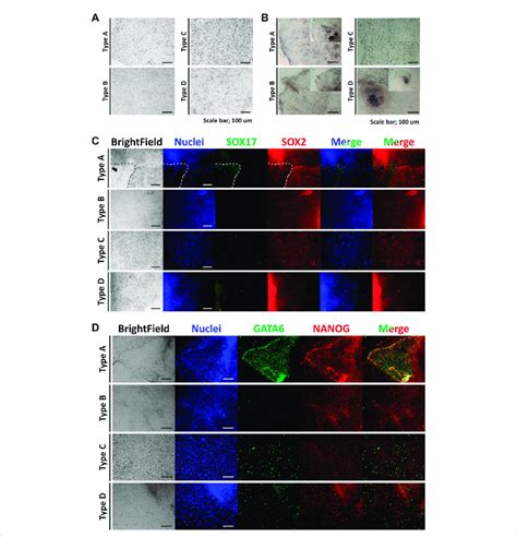 Morphologies, alkaline phosphatase staining, and immunocytochemistry of ...