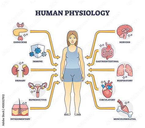 Human physiology as body functions and organ health study outline ...