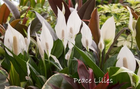 Peace Lily Care Tips: How to Grow Spathiphyllum wallisii Indoors