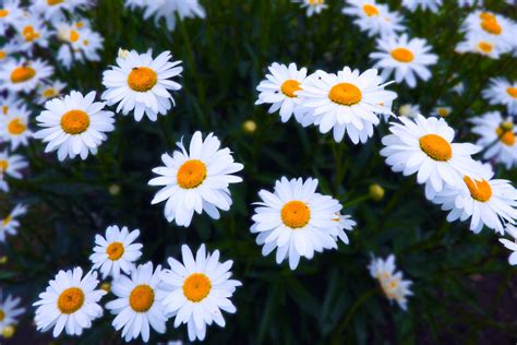 Daisy Flower Royalty-Free Stock Photo