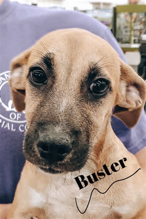 Meet Buster!! | Small dog adoption, Humane society, Sick pets