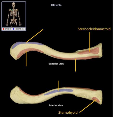 Clavicle Muscle Attachments Diagram | Quizlet