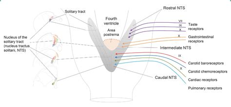 Nucleus of the solitary tract, medullary reflexes, and clinical implications | Semantic Scholar