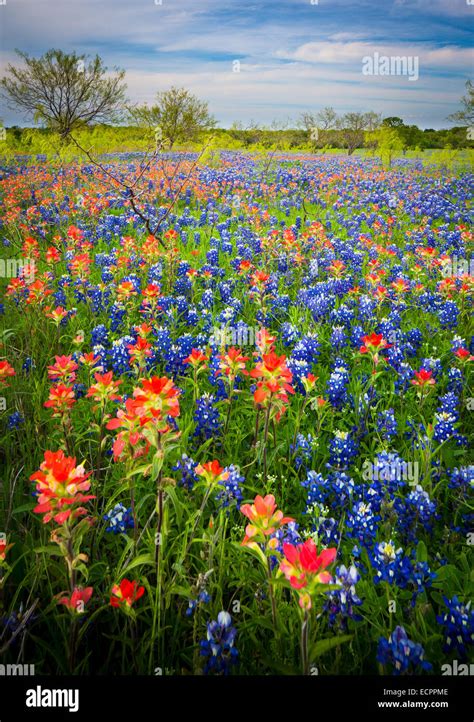 Bluebonnets in Ennis, Texas. Lupinus texensis, the Texas bluebonnet, is ...